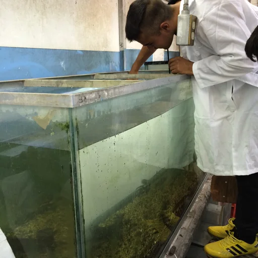 Persona trabajando en una pecera del área de trabajo.