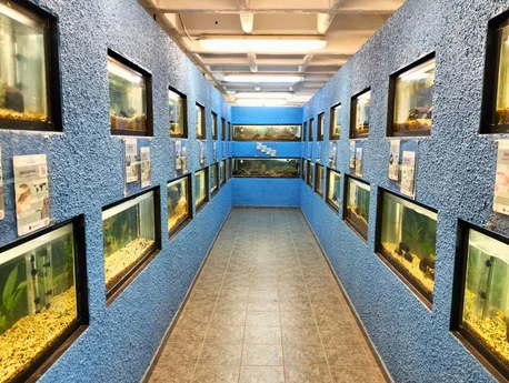 Área de exhibición y sus peceras.