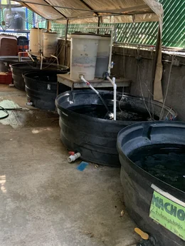 Tanques circulares del área de cultivo.