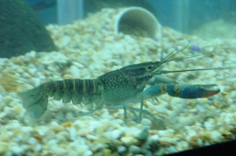 Langostino en el fondo de una pecera.