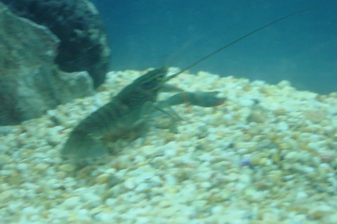 Langostino sobre el fondo de un tanque.