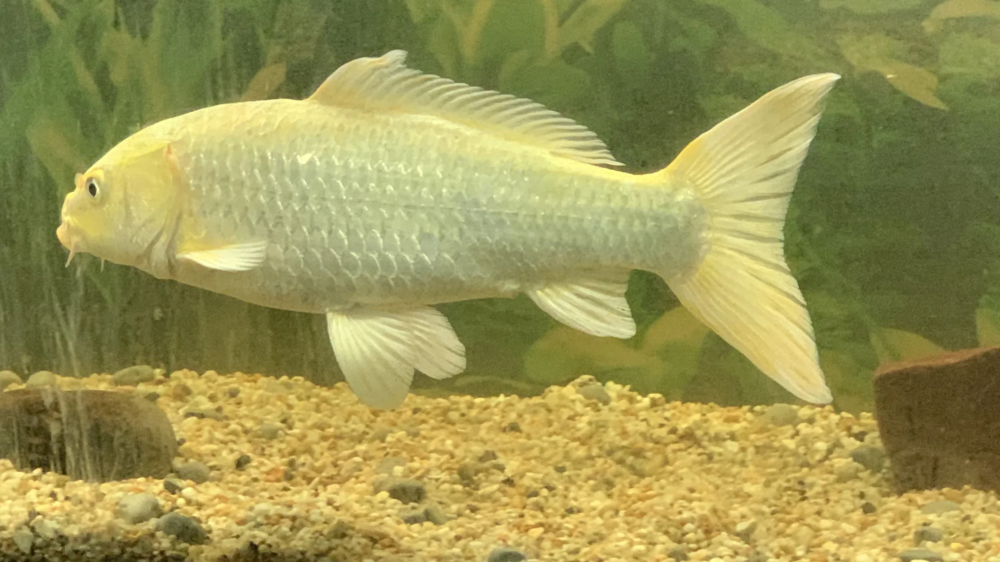 Pez dorado nadando en una de las peceras del acuario
