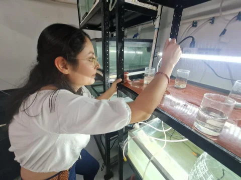 Observación y trabajo con organismos en las peceras del laboratorio.