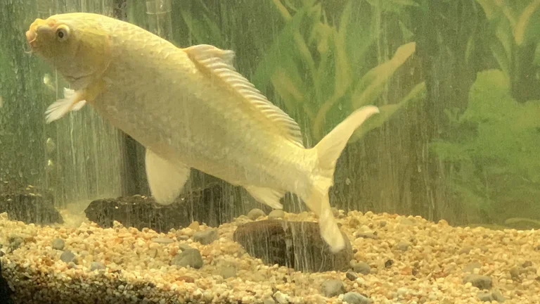 Pez de color dorado en una pecera del acuario.
