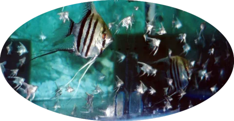 Peces de ornato en la sección de investigación sobre reproducción.