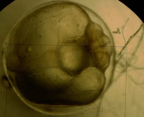 Imagen microscópica de desarrollo embrionario, presentada en la línea de reproducción.
