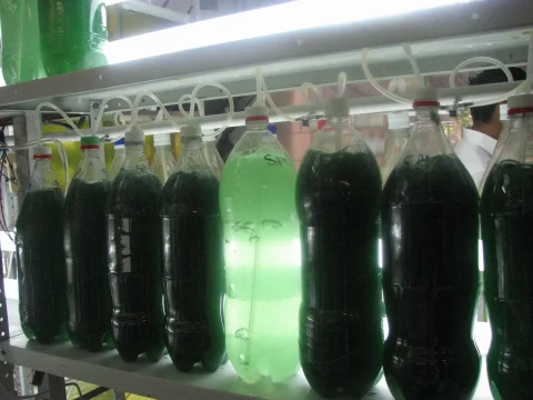 Recipientes con cultivos de microalgas para la producción de alimento vivo.