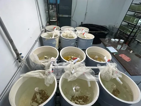 Sistema de recipientes de cultivo con aireación en el laboratorio.