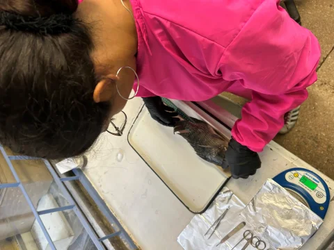 Examen de una muestra en la investigación sobre microplásticos en peces comestibles.