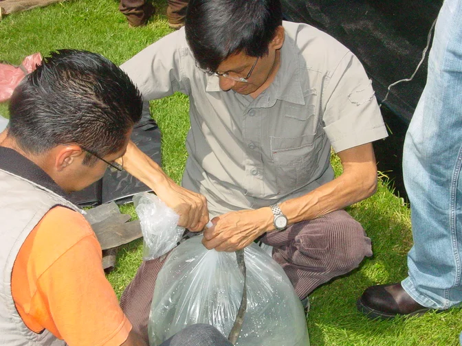 Preparación de peces para su transporte durante una actividad de campo.